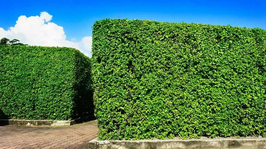 城市园林建设遇困，管理人员应有的素质是什么？