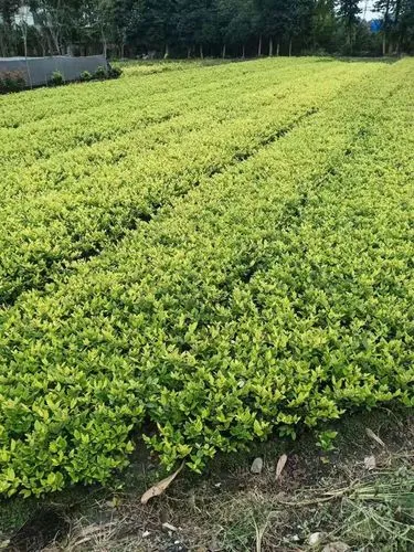黄陂区定制园林绿化工程联系人